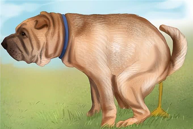 狗狗这些常见的伤病，不去医院也行