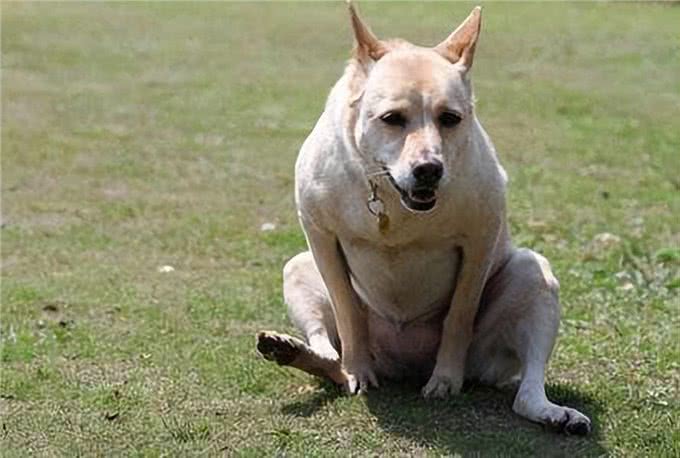 狗狗这些常见的伤病，不去医院也行