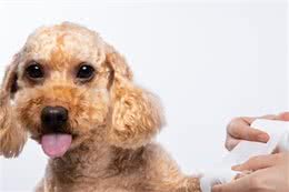 狗狗这些常见的伤病，不去医院也行