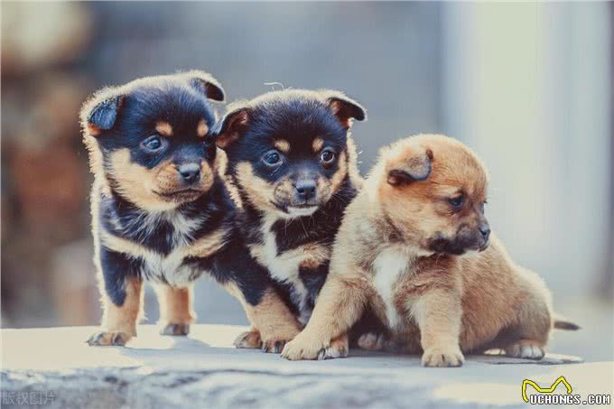 工作繁忙?别担心!这里有5种适合上班族养的狗狗!