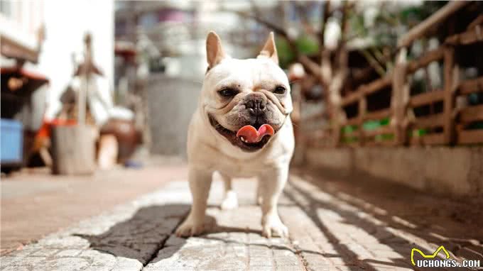 工作繁忙?别担心!这里有5种适合上班族养的狗狗!