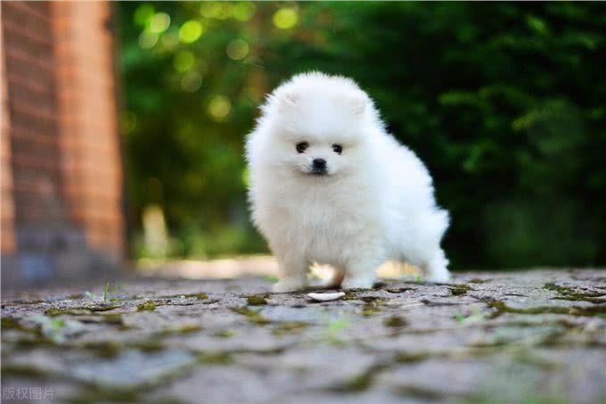 工作繁忙?别担心!这里有5种适合上班族养的狗狗!