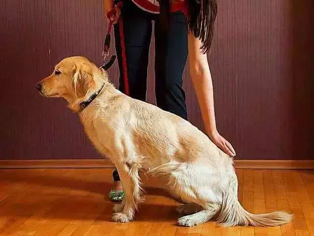 狗狗训练:如何训练狗狗坐下