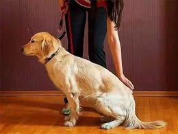 狗狗训练:如何训练狗狗坐下