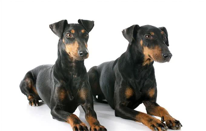 曼彻斯特梗价格价格一般在15000到20000元左右