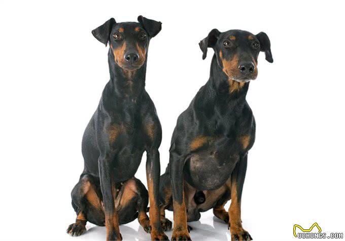 曼彻斯特梗价格价格一般在15000到20000元左右