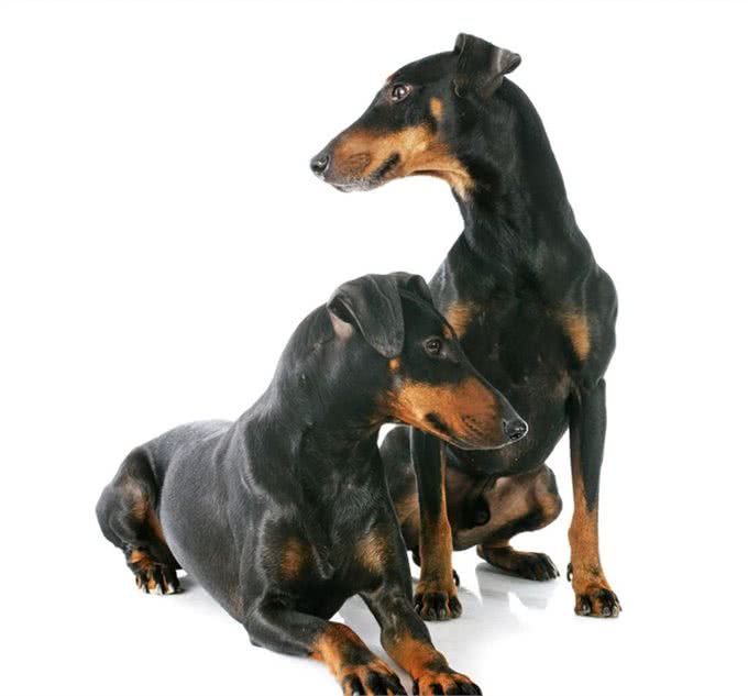 曼彻斯特梗价格价格一般在15000到20000元左右