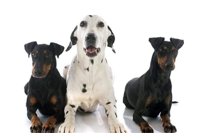 曼彻斯特梗价格价格一般在15000到20000元左右