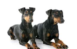 曼彻斯特梗价格价格一般在15000到20000元左右