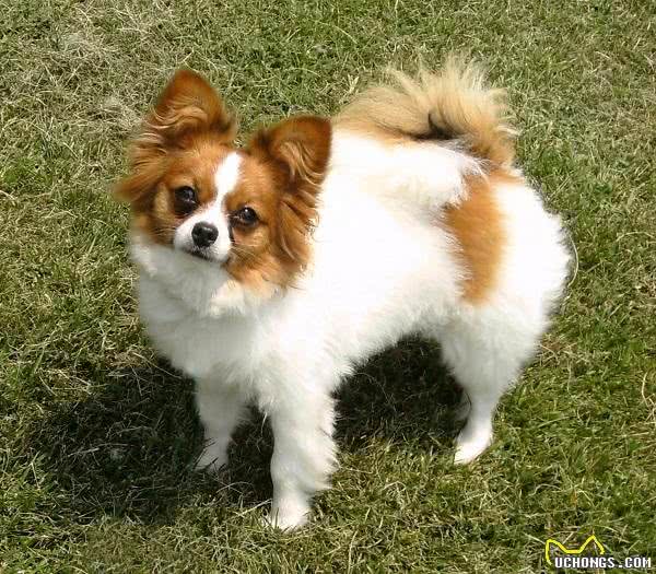 宠物百科-蝴蝶犬适合当宠物养吗