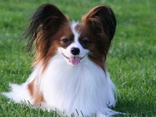 宠物百科-蝴蝶犬适合当宠物养吗