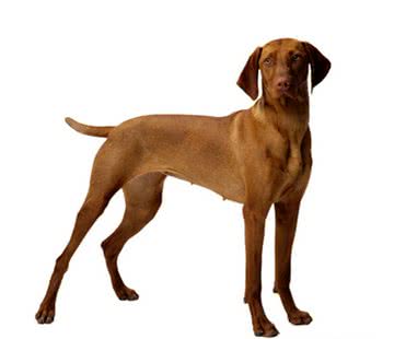 狗狗没有怀孕，但是会有怀孕的一些症状，这时什么原因导致的?