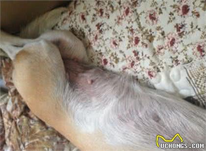 狗狗没有怀孕，但是会有怀孕的一些症状，这时什么原因导致的?