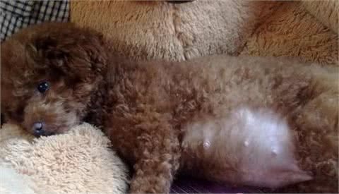 狗狗没有怀孕，但是会有怀孕的一些症状，这时什么原因导致的?