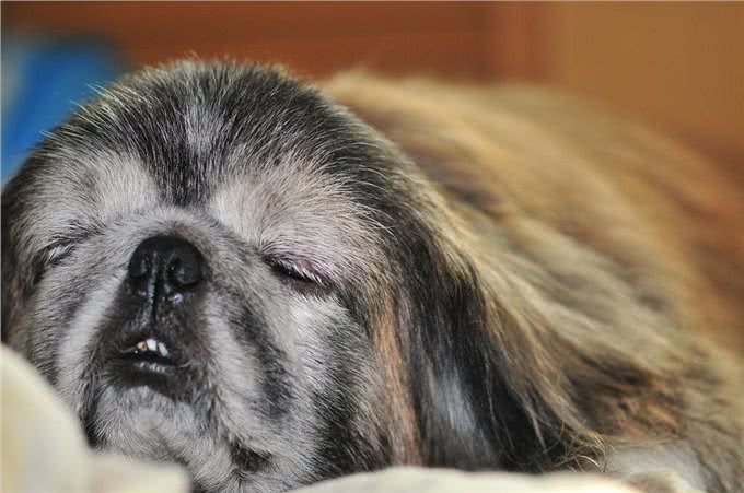 世界上最懒的8种狗，快看看你的狗上榜了吗?