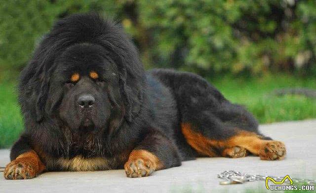 世界上最懒的8种狗，快看看你的狗上榜了吗?