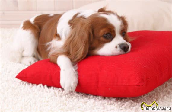 世界上最懒的8种狗，快看看你的狗上榜了吗?