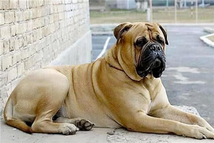 世界上最懒的8种狗，快看看你的狗上榜了吗?