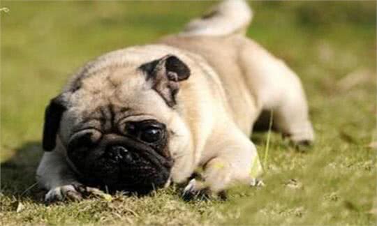 世界上最懒的8种狗，快看看你的狗上榜了吗?