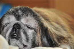 世界上最懒的8种狗，快看看你的狗上榜了吗?