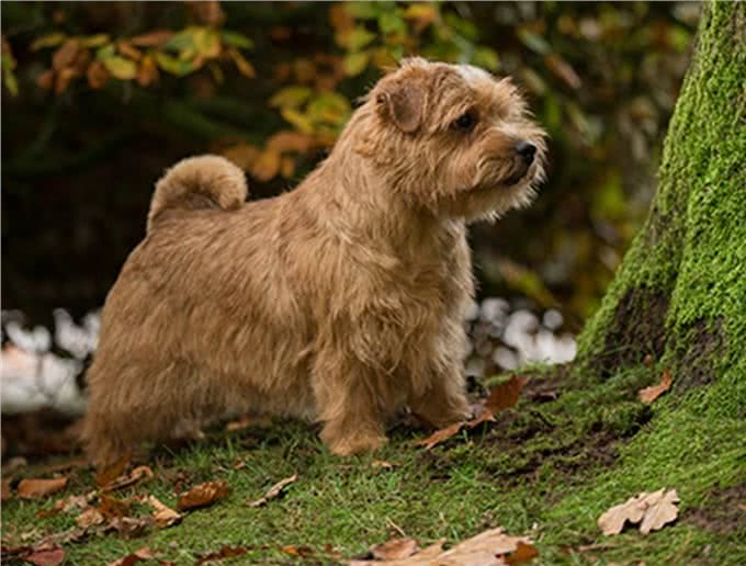 寻根问祖系列:诺福克梗(NorfolkTerrier)