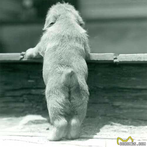 寻根问祖系列:诺福克梗(NorfolkTerrier)