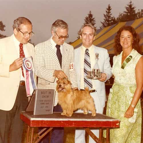 寻根问祖系列:诺福克梗(NorfolkTerrier)