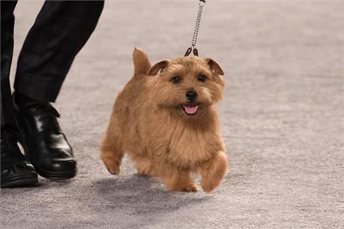 寻根问祖系列:诺福克梗(NorfolkTerrier)