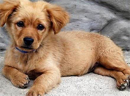 狗狗身上出现红斑、脱毛现象可能感染了螨虫，那有什么防御措施?