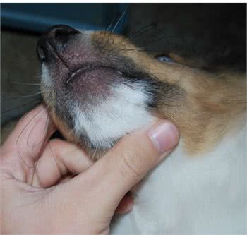 狗狗身上出现红斑、脱毛现象可能感染了螨虫，那有什么防御措施?