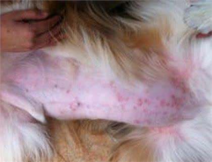 狗狗身上出现红斑、脱毛现象可能感染了螨虫，那有什么防御措施?