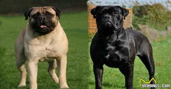 8种保护欲超强的狗狗，给你绝对安全感!