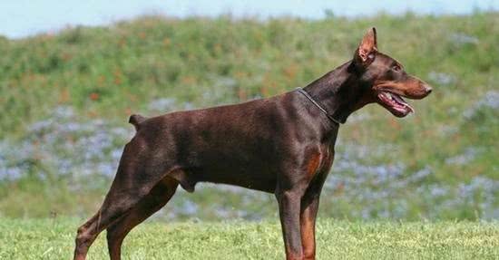 8种保护欲超强的狗狗，给你绝对安全感!