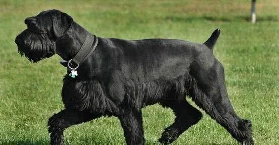 8种保护欲超强的狗狗，给你绝对安全感!