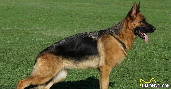 8种保护欲超强的狗狗，给你绝对安全感!