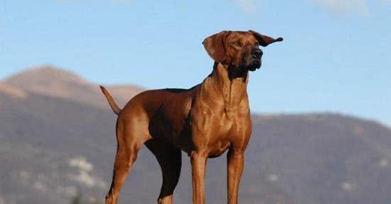 8种保护欲超强的狗狗，给你绝对安全感!