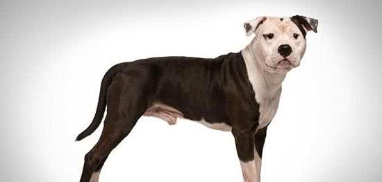 8种保护欲超强的狗狗，给你绝对安全感!