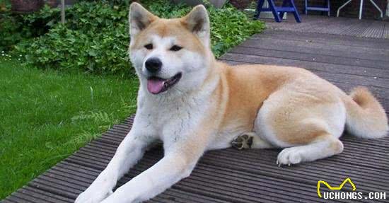 8种保护欲超强的狗狗，给你绝对安全感!