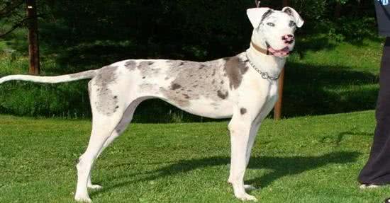 8种保护欲超强的狗狗，给你绝对安全感!