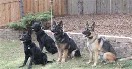 8种保护欲超强的狗狗，给你绝对安全感!