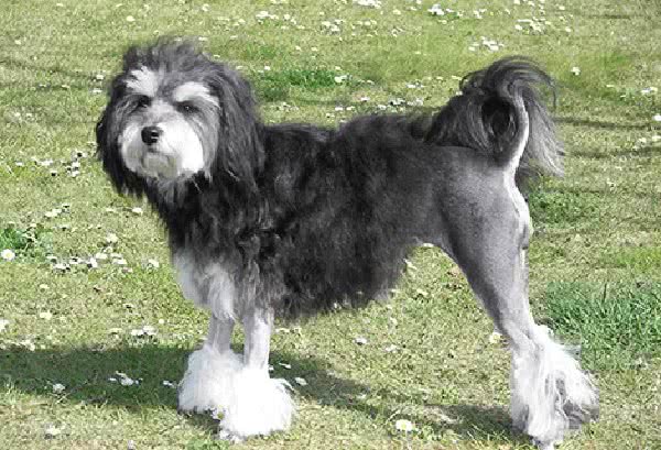 世界上最昂贵的狗狗，一只狗狗的身价足够让你奋斗一辈子了!