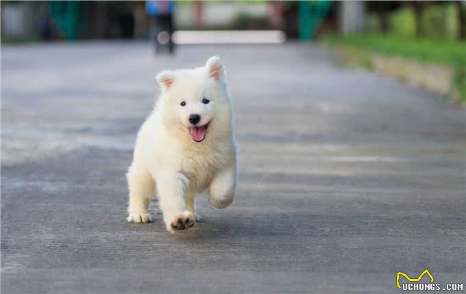 世界上最昂贵的狗狗，一只狗狗的身价足够让你奋斗一辈子了!