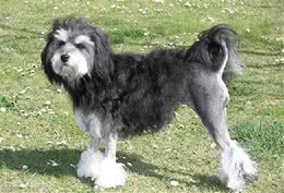 世界上最昂贵的狗狗，一只狗狗的身价足够让你奋斗一辈子了!