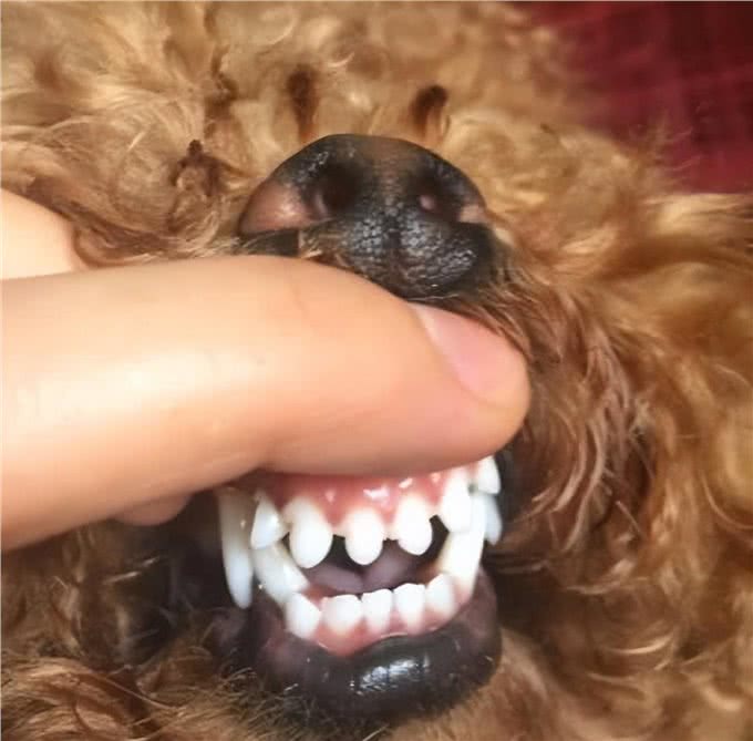 狗狗有这些迹象，是缺钙，快自查!