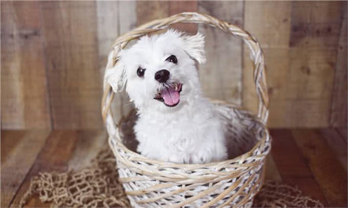 狗一般不用嘴巴呼吸，只用鼻子呼吸，狗一直喘气是什么原因