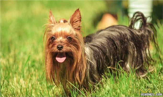 狗一般不用嘴巴呼吸，只用鼻子呼吸，狗一直喘气是什么原因