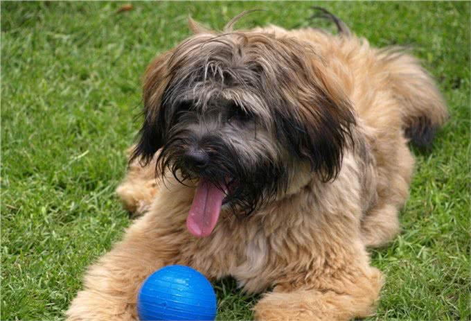 狗一般不用嘴巴呼吸，只用鼻子呼吸，狗一直喘气是什么原因