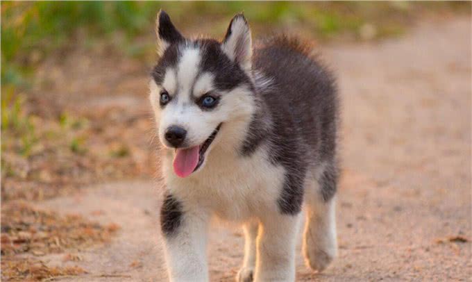 狗一般不用嘴巴呼吸，只用鼻子呼吸，狗一直喘气是什么原因