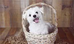 狗一般不用嘴巴呼吸，只用鼻子呼吸，狗一直喘气是什么原因