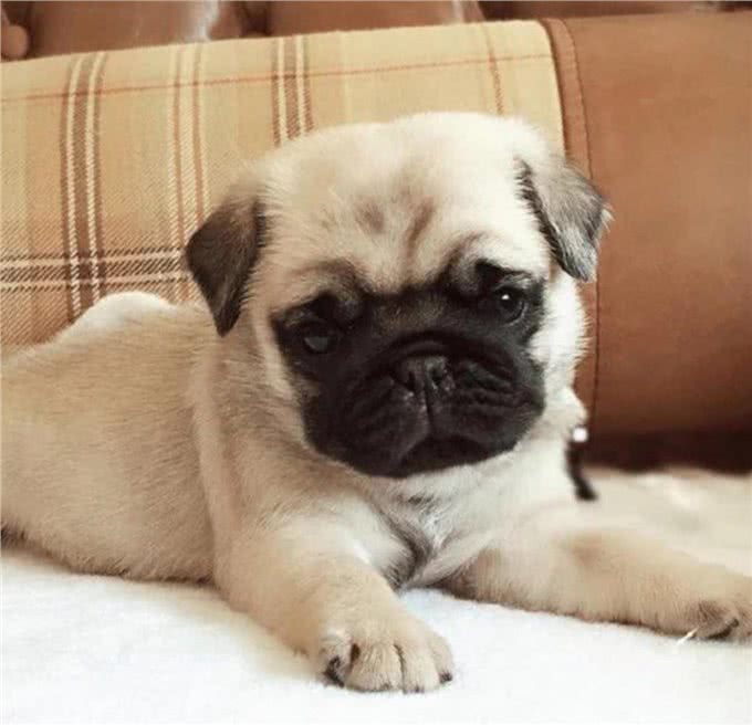 巴哥犬，太调皮，怎么办